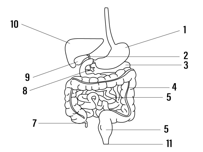 Question 10 Image - Selina Solutions CONCISE Biology - Class 6 ICSE chapter Digestive system 